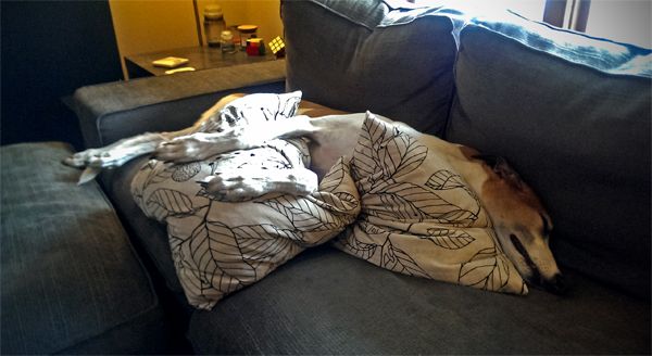 image of Dudley the Greyhound zonked out on the loveseat, all cuddled up with a couple of pillows