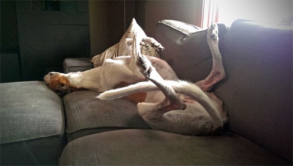 image of Dudley the Greyhound lying on the loveseat on his back with his legs in the air, sound asleep