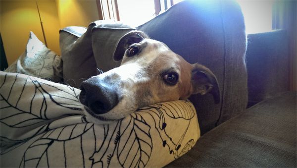 image of Dudley's face and looooong nose in close-up, with his head resting on a pillow
