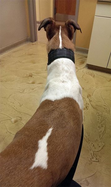 image of Dudley the Greyhound from behind, staring at an open door at the vet's office