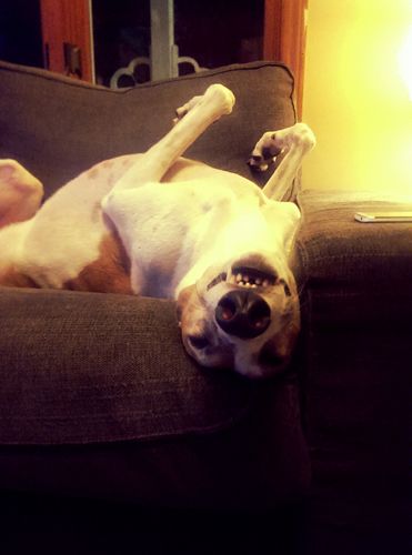 image of Dudley the Greyhound lying upside down on the couch, smiling