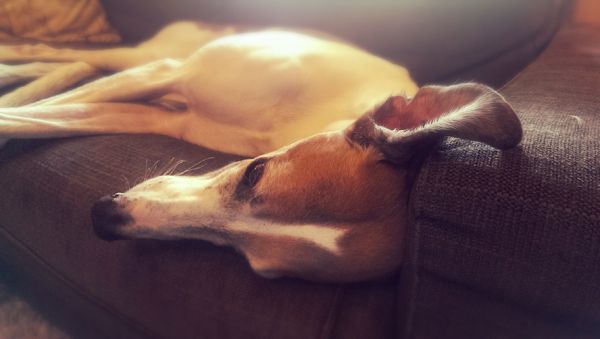 image of Dudley the Greyhound lying on the loveseat with his ear flopped over its arm