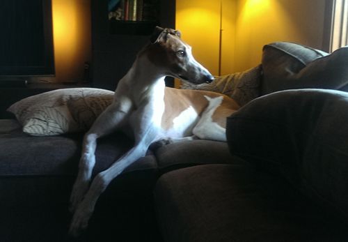 image of Dudley the Greyhound lying on the loveseat, looking out the window