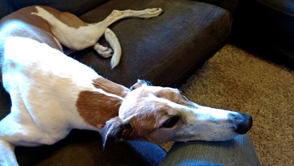 image of Dudley the Greyhound with his chin on my knee