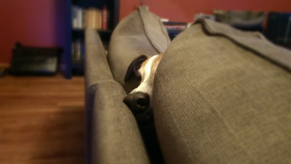 image of Dudley the Greyhound poking his impossibly long nose between two sofa cushions