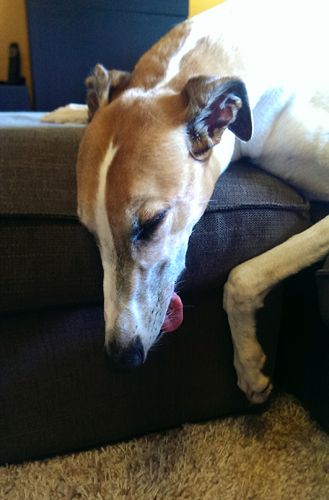 image of Dudley the Greyhound sound asleep with his head hanging over the side of the ottoman and his tongue hanging out