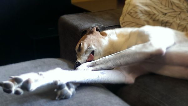 image of Dudley lying on his side with his tongue hanging out