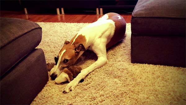 image of Dudley the Greyhound lying on the living room floor with his chin on a plushy toy