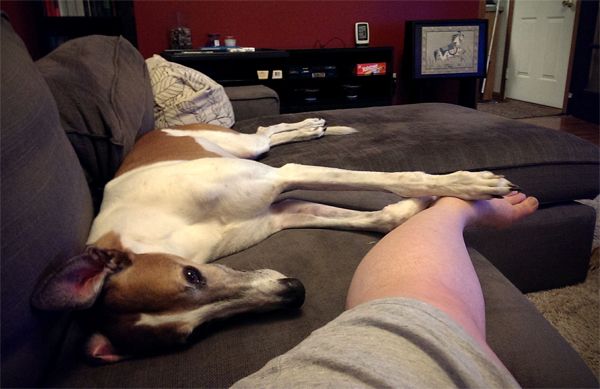 image of Dudley the Greyhound lying on the couch with floppy ears, with his foot resting on top of mine