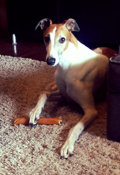 image of Dudley the Greyhound sitting on the living room floor, with one of his front paws resting on a rawhide