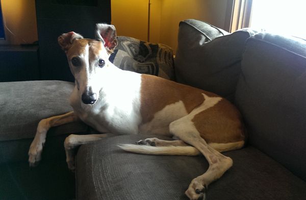 image of Dudley the Greyhound sitting on the loveseat with his ears up in funny positions