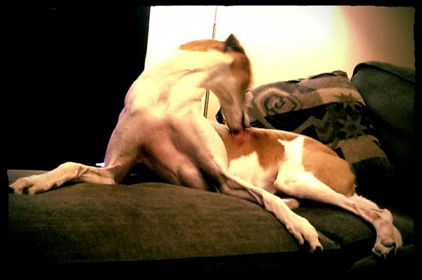 image of Dudley lying on the ottoman with his front legs splayed wide and his long neck craned around to lick his back