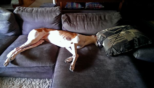 image of Dudley the Greyhound stretched out on the sofa with a pillow covering his eyes