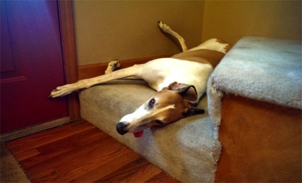 image of Dudley the Greyhound, lying at the bottom of the stairs on his side, with his tongue hanging out