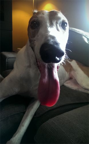 image of Dudley the Greyhound with a big panty grin and his tongue lolling out