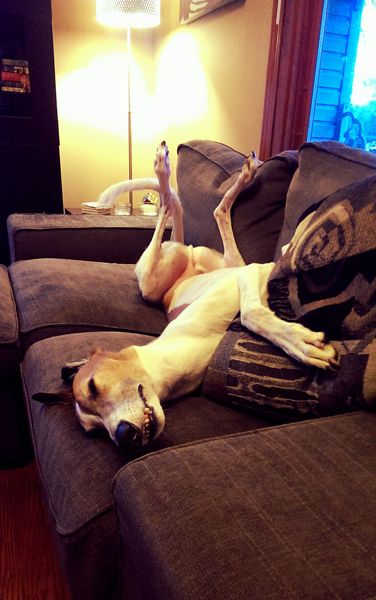 image of Dudley the Greyhound, lying on the loveseat with his feet in the air