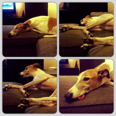 series of four images of Dudley the Greyhound sleeping in various positions with his tongue hanging out