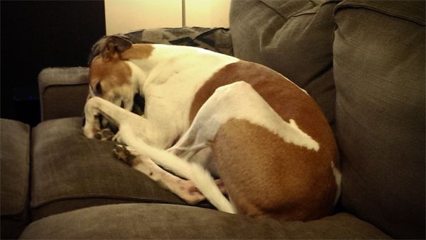 image of Dudley the Greyhound curled up on the loveseat with his paw over his nose