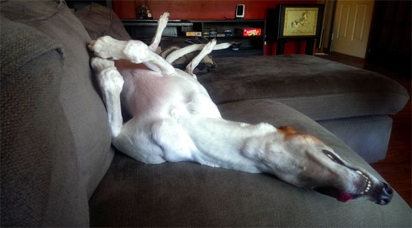 image of Dudley the Greyhound sound asleep on the couch, lying on his back with his legs in the air and his tongue hanging out