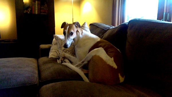 image of Dudley the Greyhound lying on the loveseat looking guilty