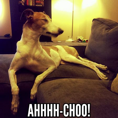 image of Dudley the Greyhound caught mid-sneeze, to which I have added text reading: 'AHHHH-CHOO!'