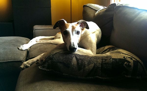 image of Dudley the Greyhound lying on the loveseat, with his paw on a pillow and his chin resting on his paw, looking at me