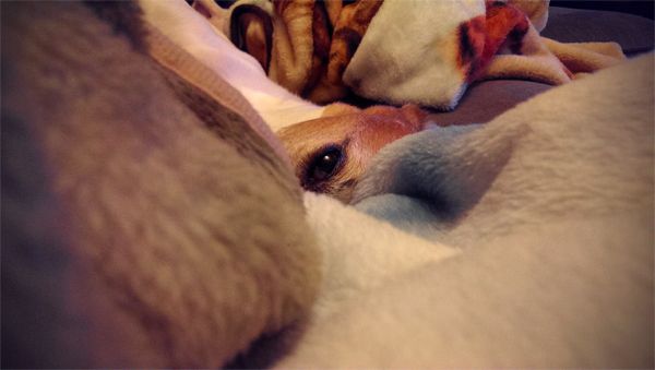 image of Dudley the Greyhound's eye poking out from a pile of blankets, looking at me