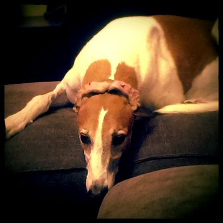 image of Dudley the Greyhound lying on the ottoman with his ears folded on top of his head