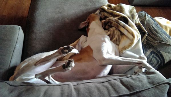 image of Dudley the Greyhound lying on the couch, half on his back, and half on his side, with his back legs up in the air, his front legs stretched out, and his neck craned around so that his head is at a 90-degree angle with the rest of his body, fast asleep