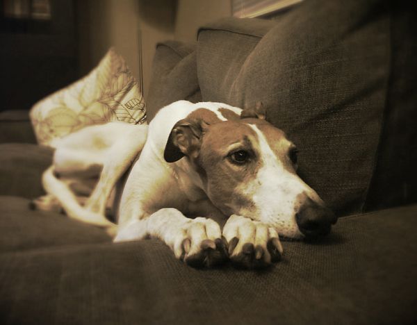 image of Dudley the Greyhound lying on the love seat with his chin on his paw, looking very adorable