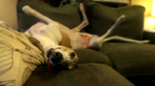 image of Dudley the Greyhound lying upside-down on the love seat and ottoman with his tongue hanging out