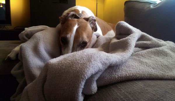 image of Dudley the Greyhound snuggling with a blanket on the loveseat
