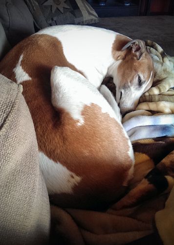 image of Dudley the Greyhound curled up with a blanket on the couch