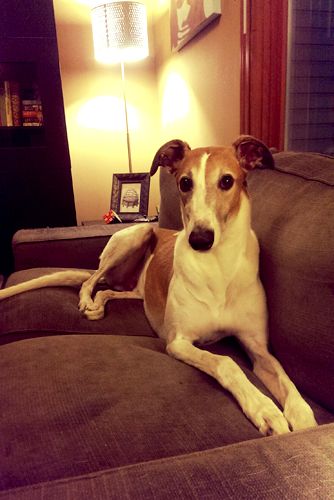 image of Dudley the Greyhound sitting on the loveseat, looking very regal