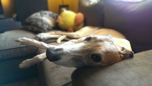 image of Dudley the Greyhound stretched out on the loveseat, with his head resting on the arm, looking at me with a sweet face