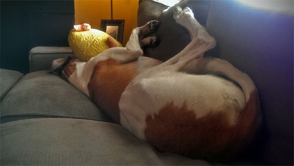 image of the Dudley the Greyhound fast asleep on the loveseat on his back, with his face tucked under a giant plushy duck