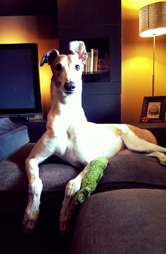 image of Dudley the Greyhound sitting on the ottoman with one ear flipped up and backwards