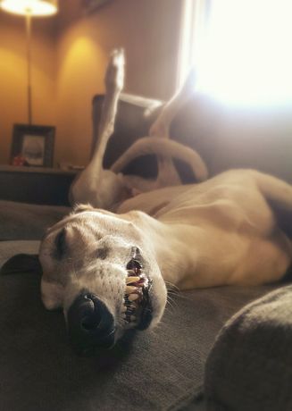 image of Dudley lying on his back on the loveseat, asleep, with a big toothy grin
