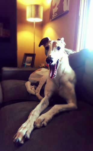 image of Dudley the Greyhound lying on the loveseat, yawning