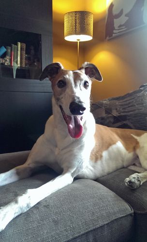 image of Dudley the Greyhound sitting on the ottoman, grinning widely