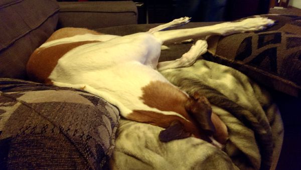 image of Dudley the Greyhound stretched out on the couch, with his front peg on a pillow and his head buried deep in a blanket