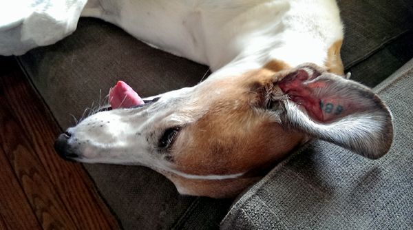 image of Dudley the Greyhound lying on the loveseat with his tongue hanging out
