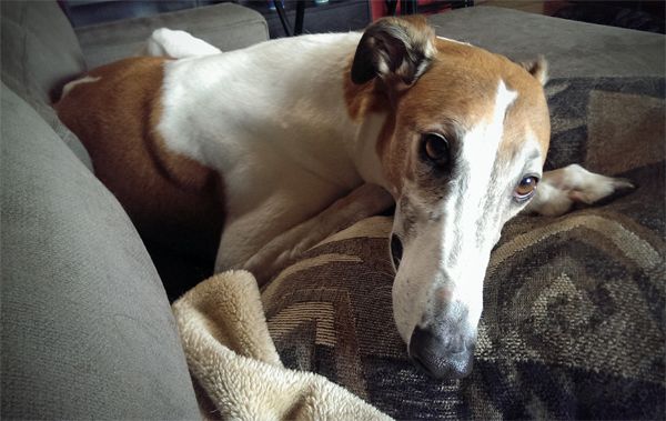 image of Dudley the Greyhound lying on the couch with his head on a pillow