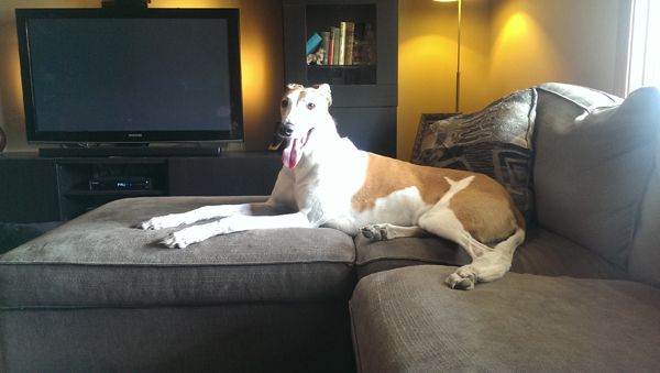 image of Dudley the Greyhound sprawled upright across the ottoman and half the loveseat