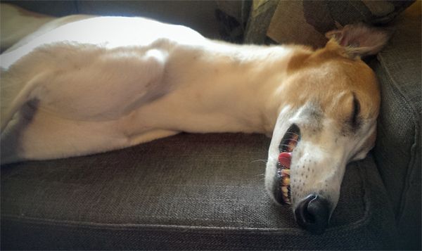 image of Dudley the Greyhound lying on the loveseat, sound asleep with his tongue hanging out