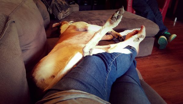 image of Dudley the Greyhound lying beside my outstretched legs on the couch with his legs up in the air; in the background, Iain's legs are just visible
