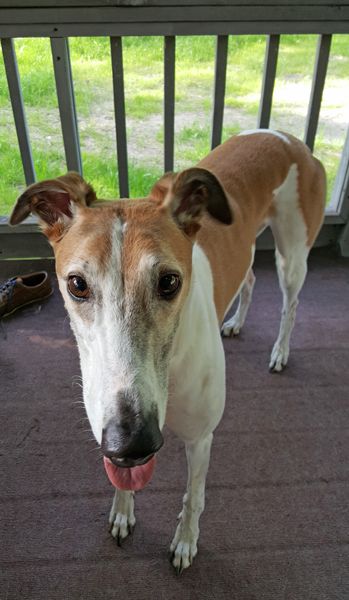 image of Dudley the Greyhound standing on the deck looking at me with his tongue hanging out, while his loooong body stretches out behind him