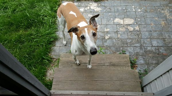 image of Dudley the Greyhound standing on the back stoop, looking up at me with silly ears