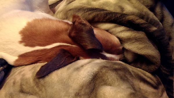 close-up of Dudley's head buried in the blanket