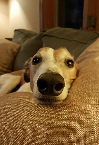 image of Dudley the Greyhound lying with his face on a pillow and his looooong nose pointed right at the camera
